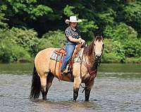 athletic-quarter-horse