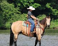 beginner-quarter-horse