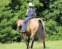 flashy-quarter-horse