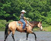 kid-safe-quarter-horse