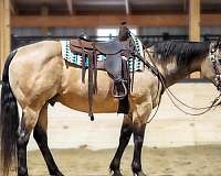 ranch-quarter-horse