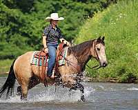 ranch-versatility-quarter-horse