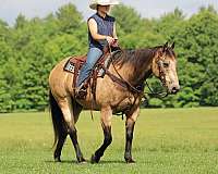 ranch-work-quarter-horse