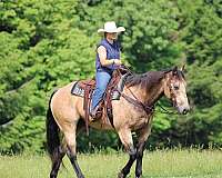 show-quarter-horse