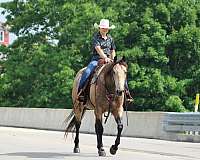 trail-riding-quarter-horse
