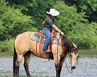 western-riding-quarter-horse