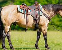 working-cattle-quarter-horse