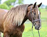 silb-hunter-jumper-horse