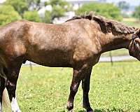 silb-gypsy-vanner-for-sale
