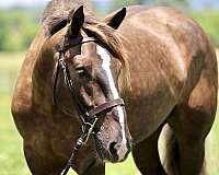 silb-gypsy-vanner