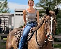 all-around-gypsy-vanner-horse