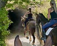 athletic-gypsy-vanner-horse