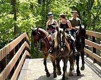 beginner-gypsy-vanner-horse