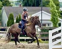 cross-gypsy-vanner-horse