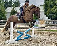 draft-gypsy-vanner-horse