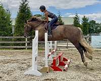 eventing-gypsy-vanner-horse