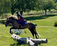 flashy-gypsy-vanner-horse