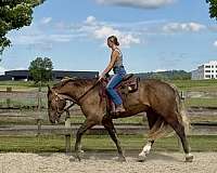 jumping-gypsy-vanner-horse