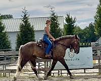 hunter-jumper-gypsy-vanner-horse