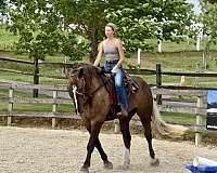 kid-safe-gypsy-vanner-horse