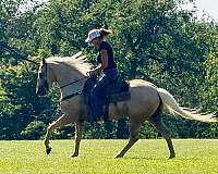 ridden-english-gypsy-vanner-horse