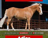 all-around-pony