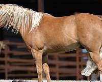 barrel-racing-pony