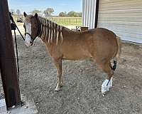 beginner-pony