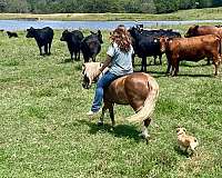 ranch-pony