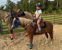 ranch-work-pony