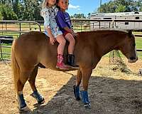 show-pony