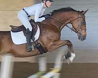 hanoverian-gelding