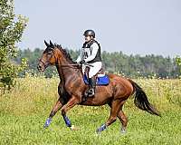 hanoverian-horse-for-sale