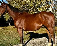 hanoverian-horse