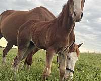 flashy-clydesdale-warmblood-horse