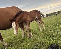 action-warmblood-horse