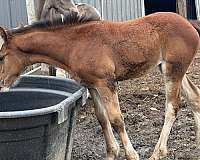 aph-warmblood-horse