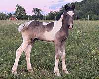 apha-clydesdale-colt