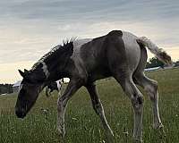 apha-warmblood-horse
