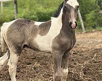 apha-mare-warmblood-horse