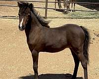 miniature-horse-for-sale