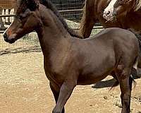 miniature-colt