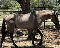 dun-factors-horse