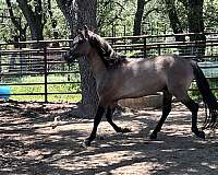 grulla-dun-factors-horse