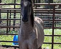 homozygous-mustang-horse