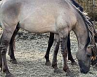 dun-factors-leg-barring-horse