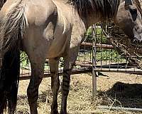 grulla-dun-factors-leg-barring-horse