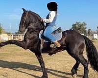 friesian-horse