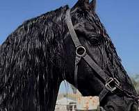 friesian-stallion