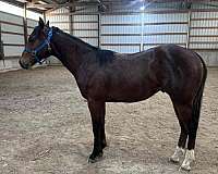 world-champion-gelding